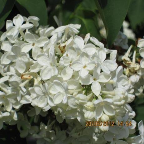 Сирень обыкновенная "Примрозе" (Syringa vulgaris Primrose)