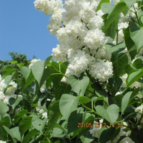 Сирень обыкновенная "Моник Лемуан" (Syringa vulgaris Monique)