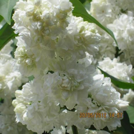 Сирень обыкновенная "Моник Лемуан" (Syringa vulgaris Monique)