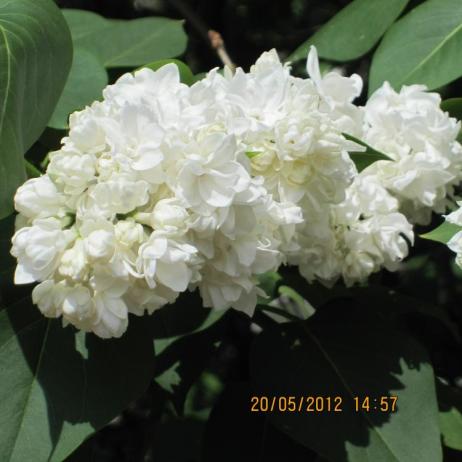 Сирень обыкновенная "Моник Лемуан" (Syringa vulgaris Monique)