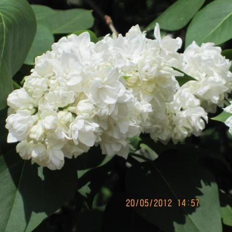 Сирень обыкновенная "Моник Лемуан" (Syringa vulgaris Monique)