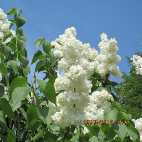 Сирень обыкновенная "Моник Лемуан" (Syringa vulgaris Monique)