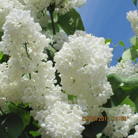 Сирень обыкновенная "Весталь"  (Syringa vulgaris Vestale)