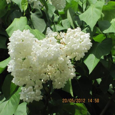 Сирень обыкновенная "Весталь"  (Syringa vulgaris Vestale)