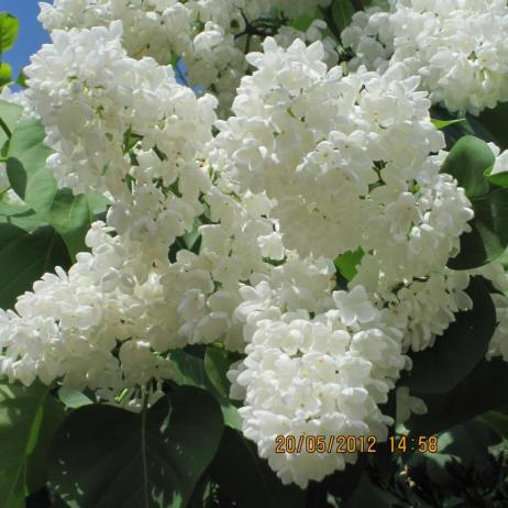 Сирень обыкновенная "Весталь"  (Syringa vulgaris Vestale)