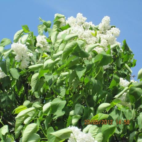 Сирень обыкновенная "Монблан" (Syringa vulgaris Mont Blanc)