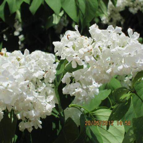 Сирень обыкновенная "Монблан" (Syringa vulgaris Mont Blanc)