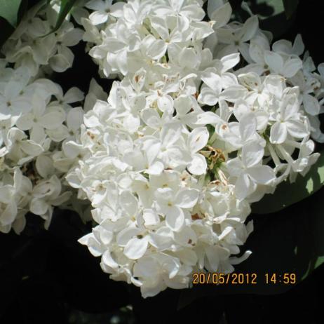 Сирень обыкновенная "Монумент" (Syringa vulgaris Monument)