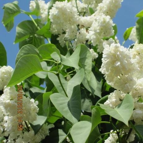 Сирень обыкновенная "Монумент" (Syringa vulgaris Monument)