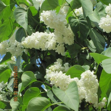 Сирень обыкновенная "Монумент" (Syringa vulgaris Monument)