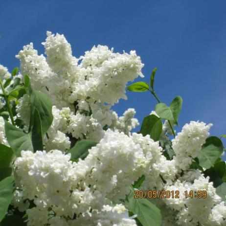 Сирень обыкновенная "Принцесса Клементина" (Syringa vulgaris Princesse Clementine)