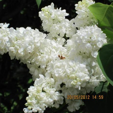 Сирень обыкновенная "Принцесса Клементина" (Syringa vulgaris Princesse Clementine)