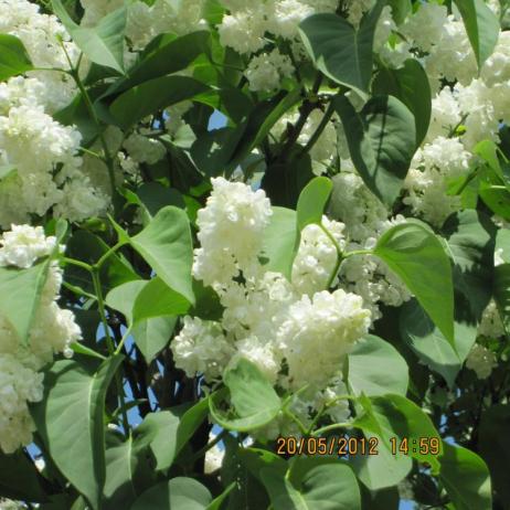 Сирень обыкновенная "Принцесса Клементина" (Syringa vulgaris Princesse Clementine)