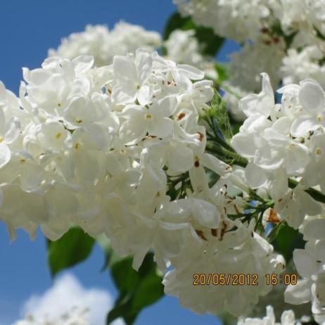 Сирень обыкновенная "Флора" ( Syringa vulgaris Flora)