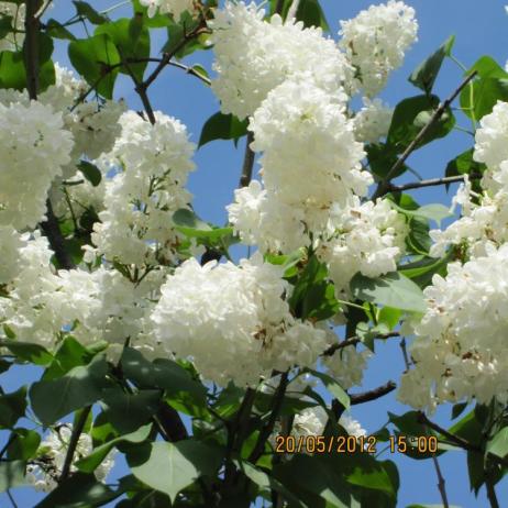 Сирень обыкновенная "Флора" ( Syringa vulgaris Flora)