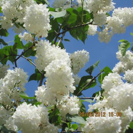 Сирень обыкновенная "Флора" ( Syringa vulgaris Flora)