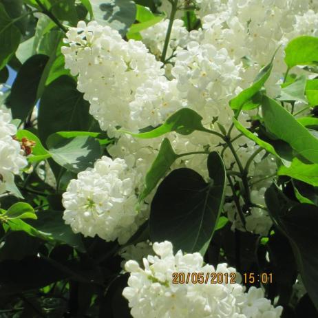 Сирень обыкновенная "Кандер"  (Syringa vulgaris Candeur)