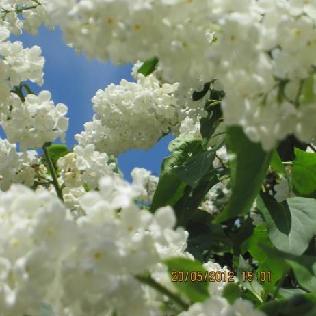 Сирень обыкновенная "Кандер"  (Syringa vulgaris Candeur)