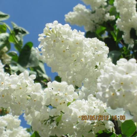 Сирень обыкновенная "Кандер"  (Syringa vulgaris Candeur)