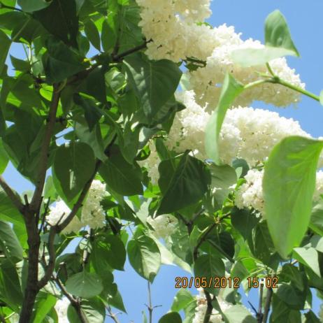 Сирень обыкновенная "Мадам Абель Шатене" (Syringa vulgaris Mme Abel Chatenay)