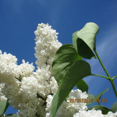 Сирень обыкновенная "Мадам Абель Шатене" (Syringa vulgaris Mme Abel Chatenay)