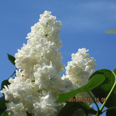 Сирень обыкновенная "Защитникам Бреста" (Syringa vulgaris Zaschitnikam Bresta)