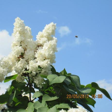 Сирень обыкновенная "Защитникам Бреста" (Syringa vulgaris Zaschitnikam Bresta)