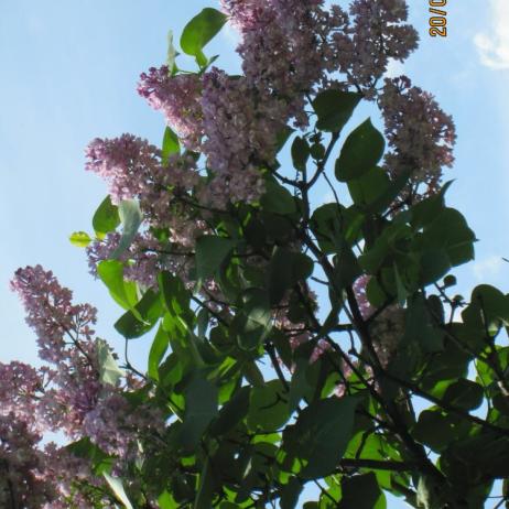 Сирень обыкновенная "Белая ночь" (Syringa vulgaris Belaya Noch)