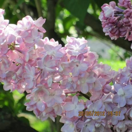 Сирень обыкновенная "Белая ночь" (Syringa vulgaris Belaya Noch)