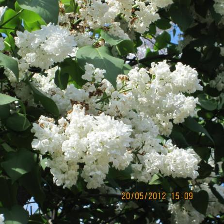 Сирень обыкновенная "Советская Арктика" (Syringa vulgaris Sovetskaya Arktika)