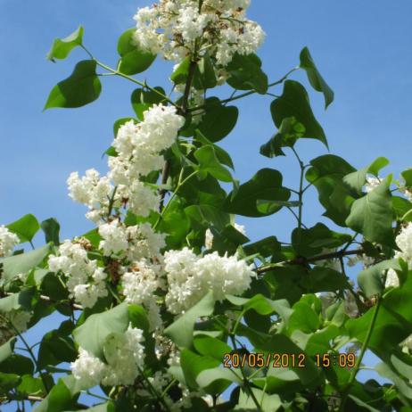 Сирень обыкновенная "Советская Арктика" (Syringa vulgaris Sovetskaya Arktika)