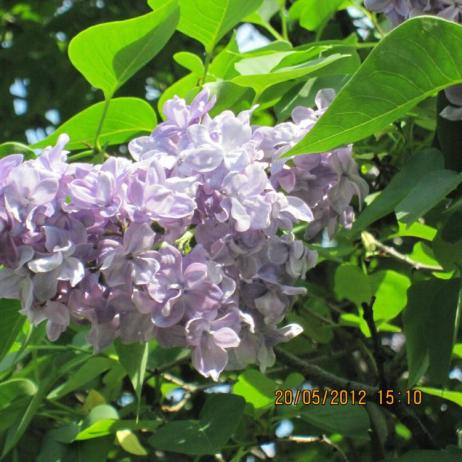 Сирень обыкновенная "Небо Москвы" (Syringa vulgaris Nebo Moskvy)