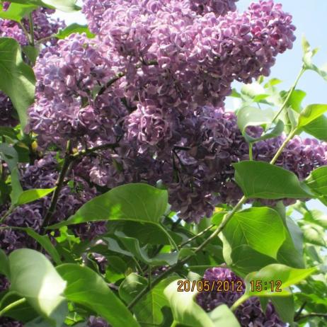 Сирень обыкновенная "Минчанка" (Syringa vulgaris Minchanka)