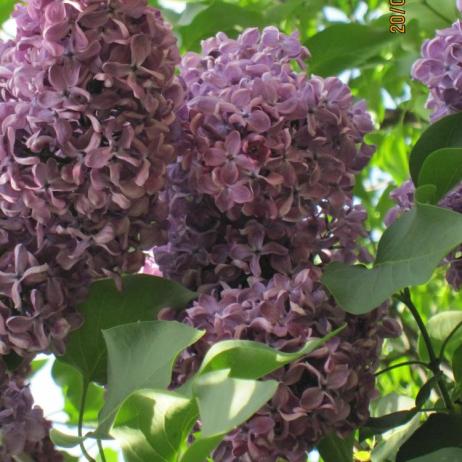 Сирень обыкновенная "Минчанка" (Syringa vulgaris Minchanka)