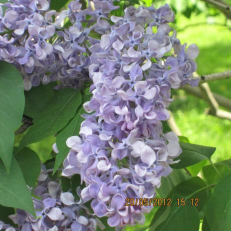 Сирень обыкновенная "Алексей Маресьев" (Syringa vulgaris "Aleksey Mares'ev)