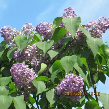 Сирень обыкновенная "Алексей Маресьев" (Syringa vulgaris "Aleksey Mares'ev)