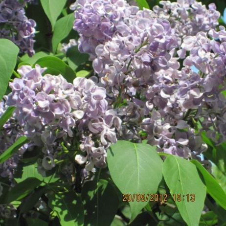 Сирень обыкновенная "Алексей Маресьев" (Syringa vulgaris "Aleksey Mares'ev)