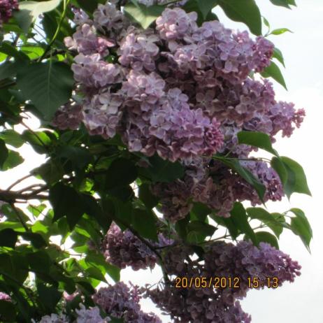 Сирень обыкновенная "Мечта" (Syringa vulgaris Mechta)