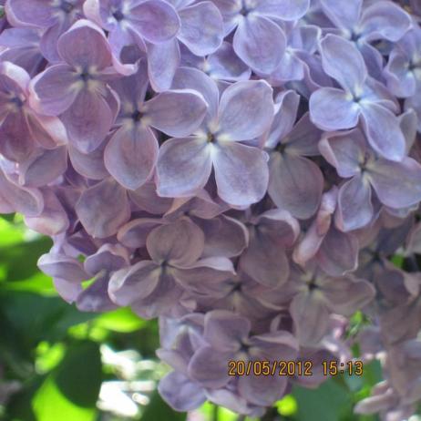 Сирень обыкновенная "Мечта" (Syringa vulgaris Mechta)