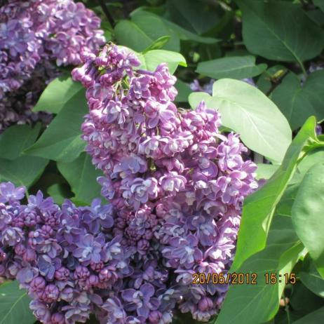 Сирень обыкновенная "Павлинка" (Syringa vulgaris Pavlinka)