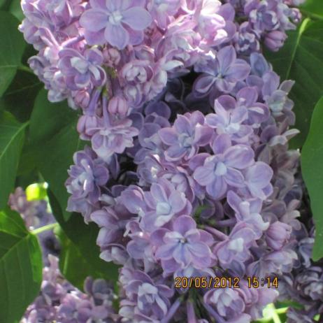 Сирень обыкновенная "Павлинка" (Syringa vulgaris Pavlinka)