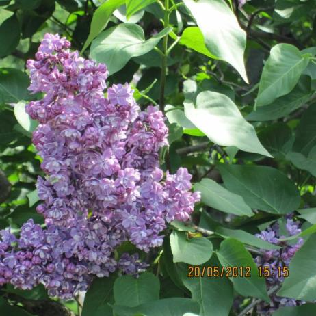 Сирень обыкновенная "Павлинка" (Syringa vulgaris Pavlinka)