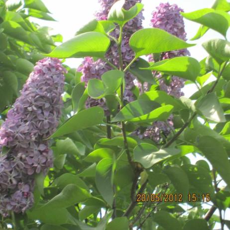 Сирень обыкновенная "Партизанка" (Syringa vulgaris Partizanka)