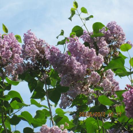 Сирень обыкновенная "Дочь Тамара" (Syringa vulgaris Doch Tamara)