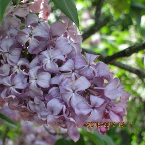 Сирень обыкновенная "Дочь Тамара" (Syringa vulgaris Doch Tamara)