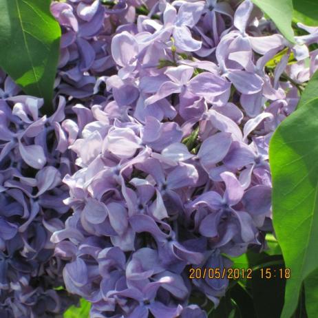 Сирень обыкновенная "Капитан Гастелло"  (Syringa vulgaris Kapitan Gastello)