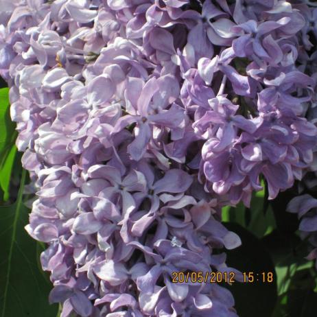 Сирень обыкновенная "Капитан Гастелло"  (Syringa vulgaris Kapitan Gastello)