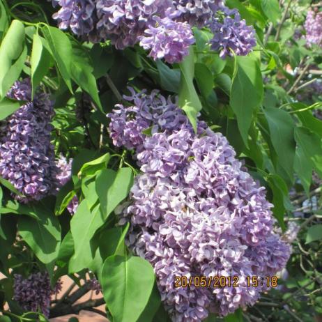 Сирень обыкновенная "Капитан Гастелло"  (Syringa vulgaris Kapitan Gastello)