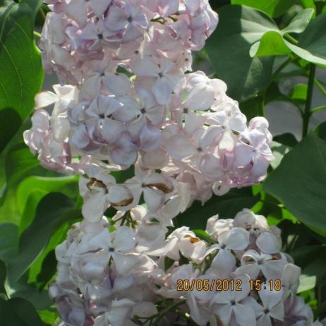 Сирень обыкновенная "Гортензия" (Syringa vulgaris Gortenziya)