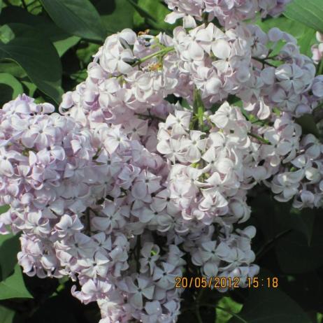 Сирень обыкновенная "Гортензия" (Syringa vulgaris Gortenziya)